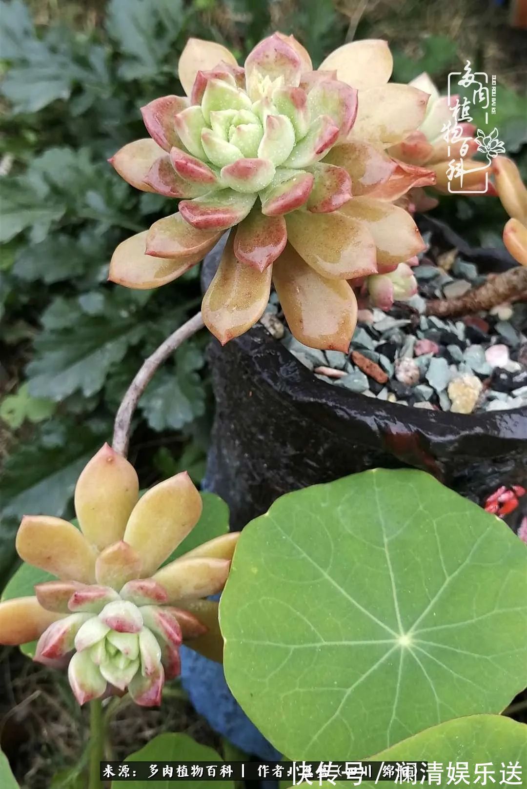 草木|一定要爱着点什么,恰是草木对光阴的柔情!