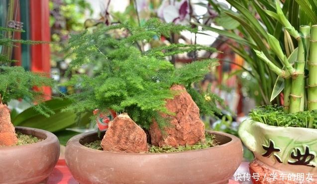 文竹变“云竹”,价格贵几倍,喷点这个“水”就行啦!