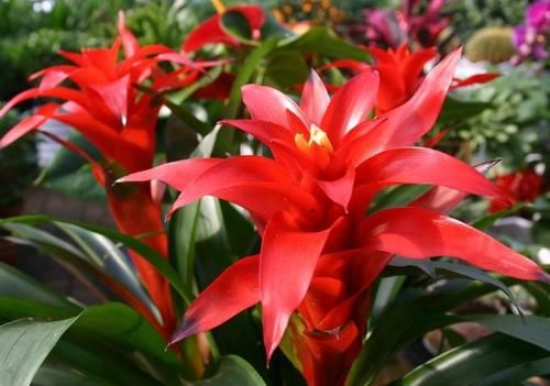 年底了，给家人推荐4种花，好看而且寓意好