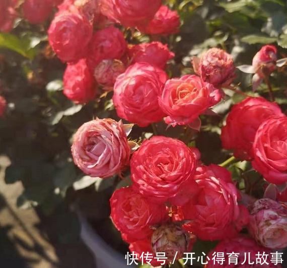 瘢痕|月季的叶片很多瘢痕还畸形,芽也黑了,怎么回事,是小虫在作怪