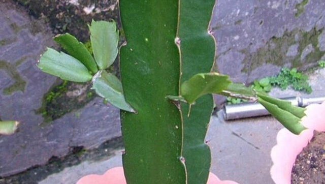 嫁接蟹爪兰长成大树太漂亮,手把手教给你,新手也养得好