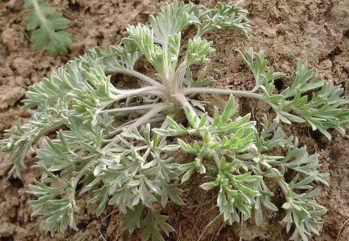 中药|春天吃野菜身体更健康，此4种野菜是天然中药，没事常吃身体更棒