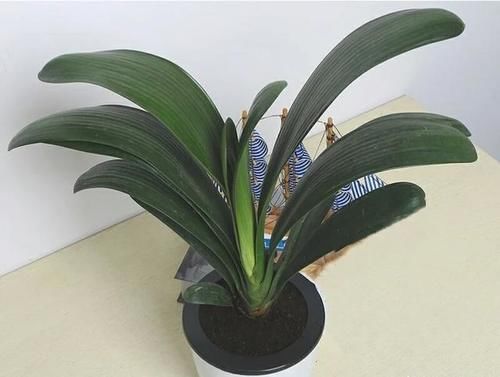 君子兰养殖技巧有哪些？