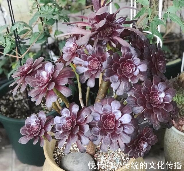 此花能当“传家宝”,一样就是几十年,老桩粗、叶子密!