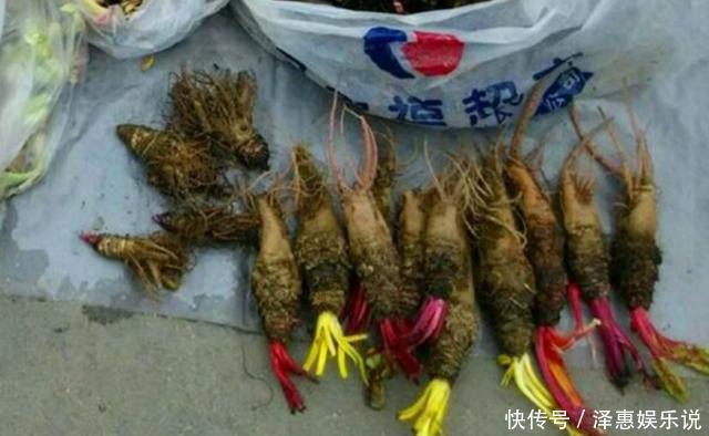 五色牡丹|路边摊买了个花根,花贩说是五色牡丹,长大后一家人哭笑不得