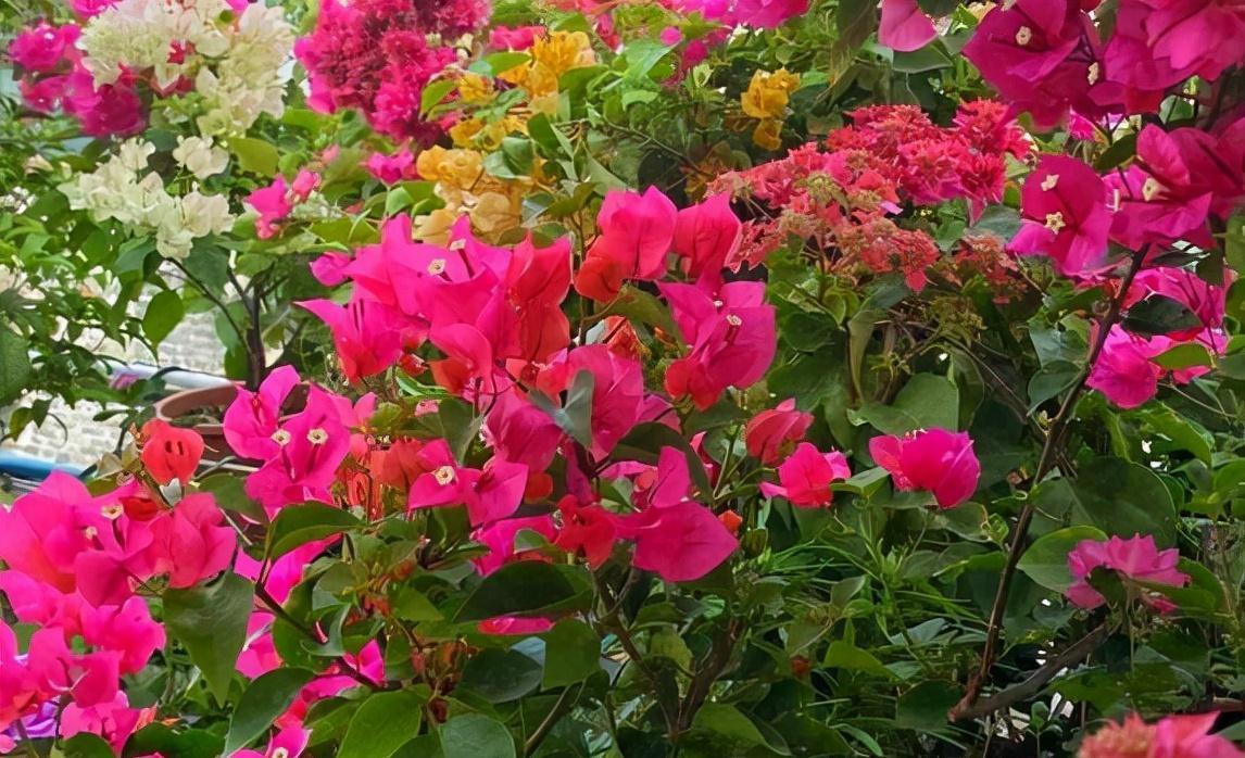 农历九月十八霜降后,养什么花?家里养3种花,四季常青五谷丰登