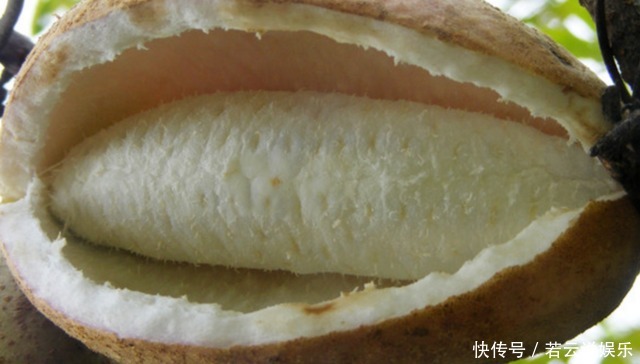 深山里这种果实长得丑却浑身是宝，补肾又美容，男女都爱吃