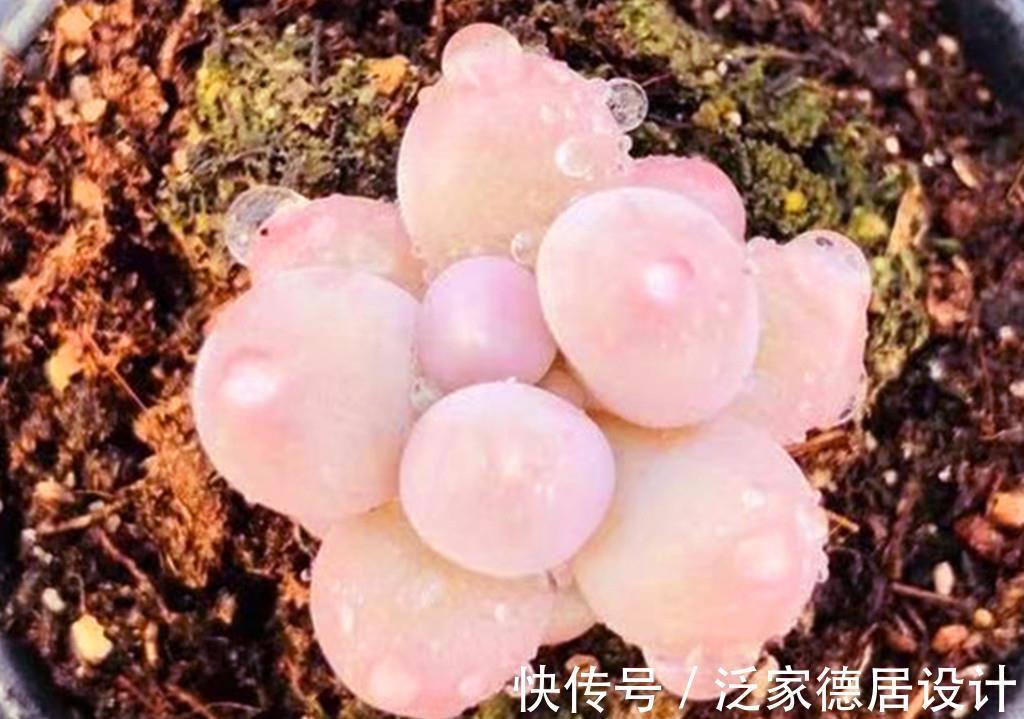 叶片|一众多肉中,桃蛋是心中最痛,因为真难养,还好有这些品种取代它