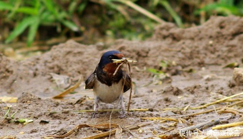 穷家|俗话说“燕子不进苦寒门”,它们是怎么区分“富家”和“穷家”的