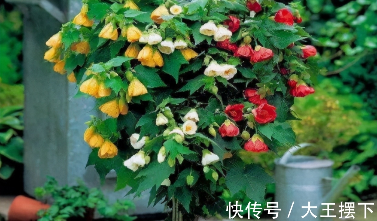 5种欠修理的花,开完花要“狠剪”,才能继续开花