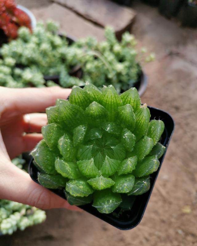 想养出高颜值多肉,这些多肉的名词你需要知道