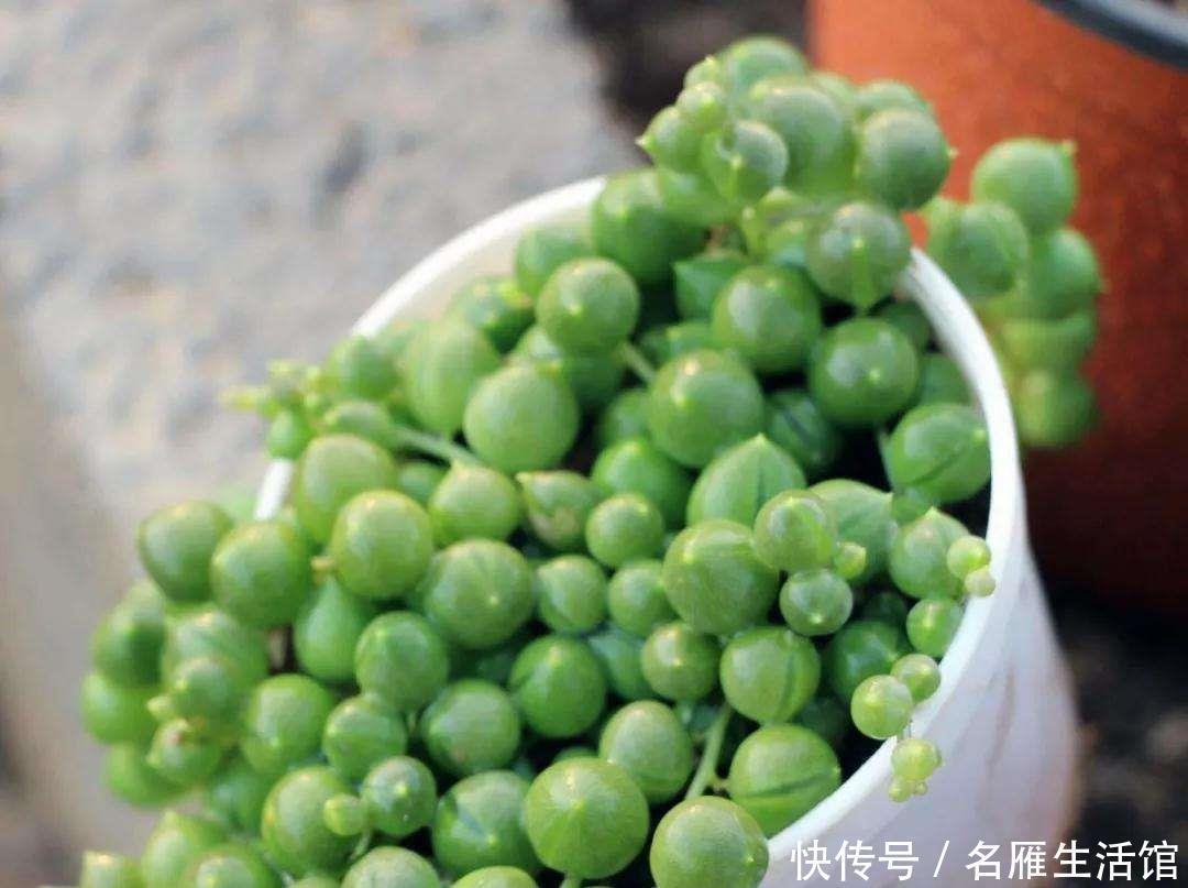 养护|珍珠吊兰长得有趣养的人多,挂着养却出现黄叶问题,该怎么解决?