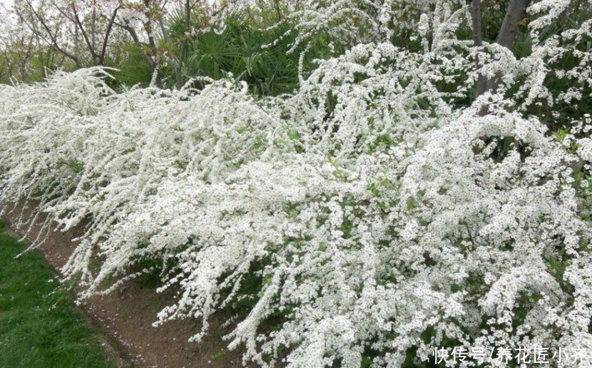 它是花园里的“高颜值”，春天开出1大片“雪花”，南方花友别买