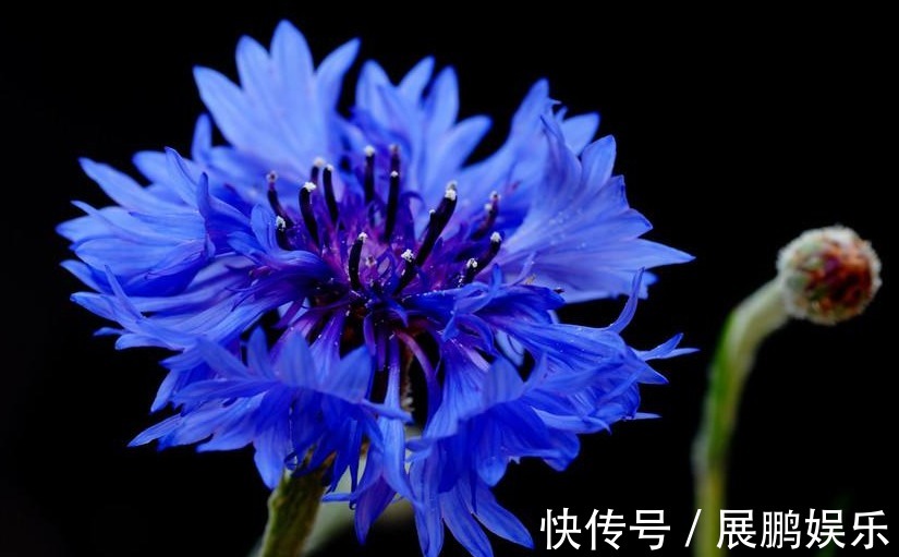 此花细致可爱,清新幽雅,具有极高的观赏价值,象征着遇见的幸福