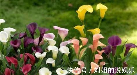 养花试试这几款，花色艳丽，经常被用来当做香水的原料