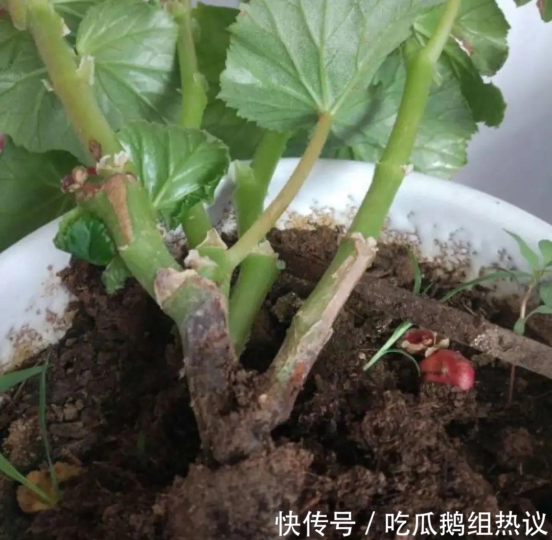 种花|9种花,夏天休眠了,一定少浇水,否则越浇越死