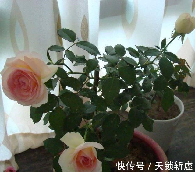 养这些花,给点醋蹭蹭长,好看不黄叶!养这些花,给点醋蹭蹭长,好看不黄叶!