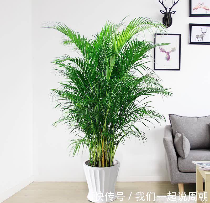 碰碰香|适合养在客厅的“4类花”,越养家里越“干净”,又美又健康