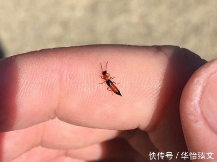 如果虫子不小心进孩子耳朵,家长切记不要有这个行为,易加重情况