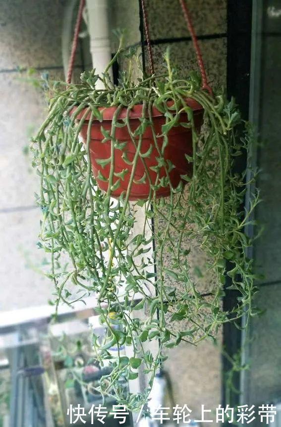 吊兰长满小金鱼,养上5年,越养越上瘾!