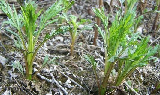 野菜|乡下一种草,长得比人高,价值珍贵,还是民间“降压良药”