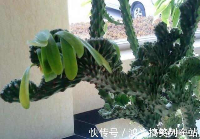 适合客厅养的6种“镇宅花”，美观大气又好养，越养越旺家