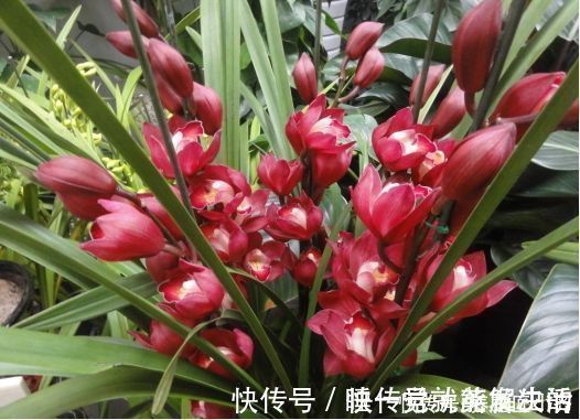 养好蕙兰“四要素”缺一不可，特别记住最后一点，买家没有卖家精