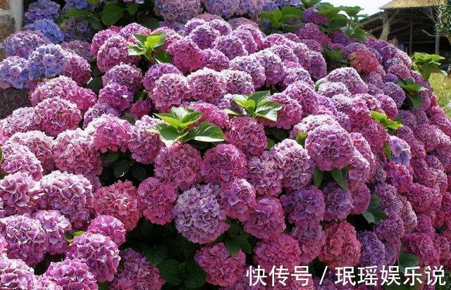 铁线莲|家有小院？养几种“不死花”，从来不用管，花开一片，延绵不断