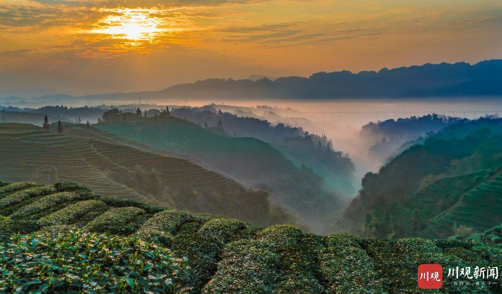 低薪|雅安名山：茶园日出如画似卷