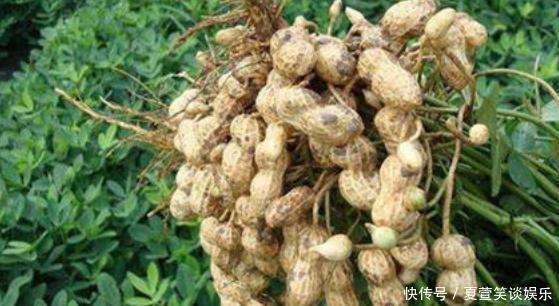 营养物质|花生吃多了,不仅伤胆还升高血脂,是真的吗?听医生解释后明白了