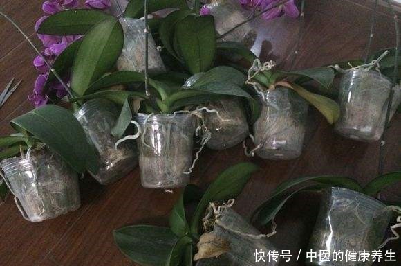 垃圾桶旁边一堆快死的花，到底该不该捡悄悄拎回家赚大发了！