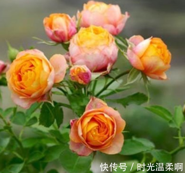 3种漂亮花,沾土就活,“花香”飘满屋,花美心情好!