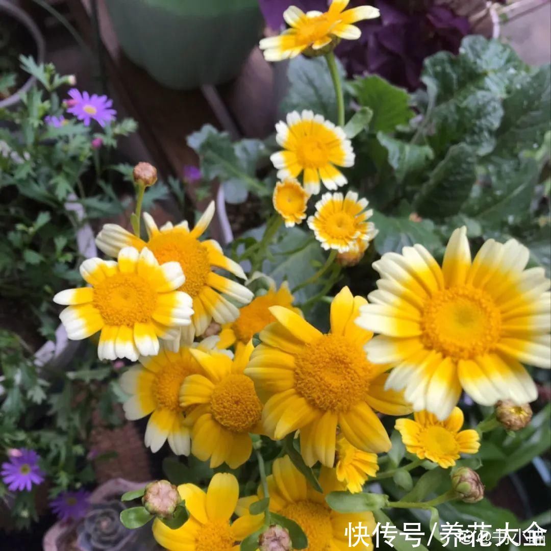 人参萝卜开花了，我种的花，都是这么奇奇怪怪