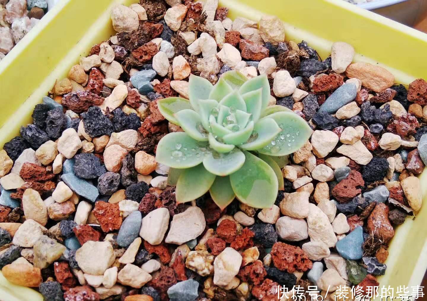 老桩|喜欢多肉三色堇的肉友很多,但你知道怎么给它配土和养护吗?