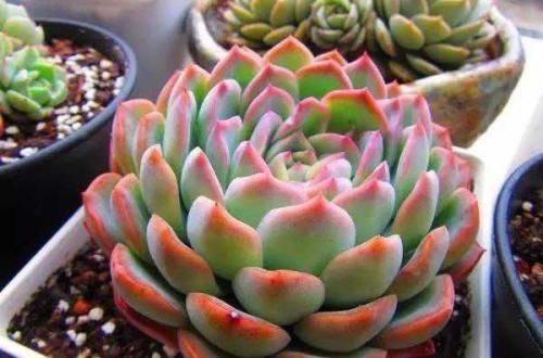 养多肉如何浇水？掌握几个技巧，四季都美美哒