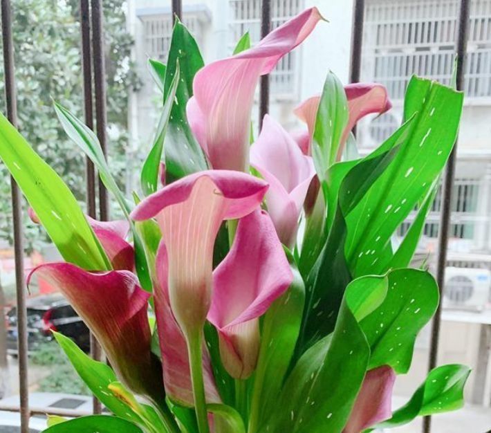 马蹄莲|5种花好养易活，最适合懒人养，不用管也能开花爆盆