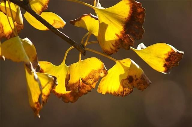 黄叶如金,最美黄叶诗7首赏读金风浦上吹黄叶,一夜纷纷满客舟