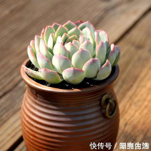 多肉|如果你家里还有空盆，不妨养几盆月影系多肉，皮实，好养，上色快