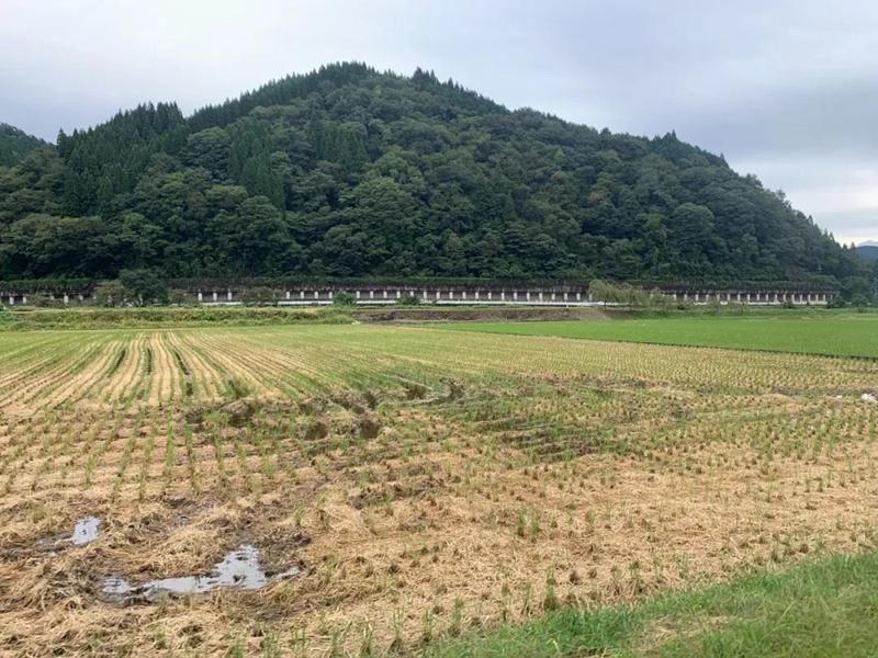 青春|郡上八幡-深入岐阜：暴雨如注的青春