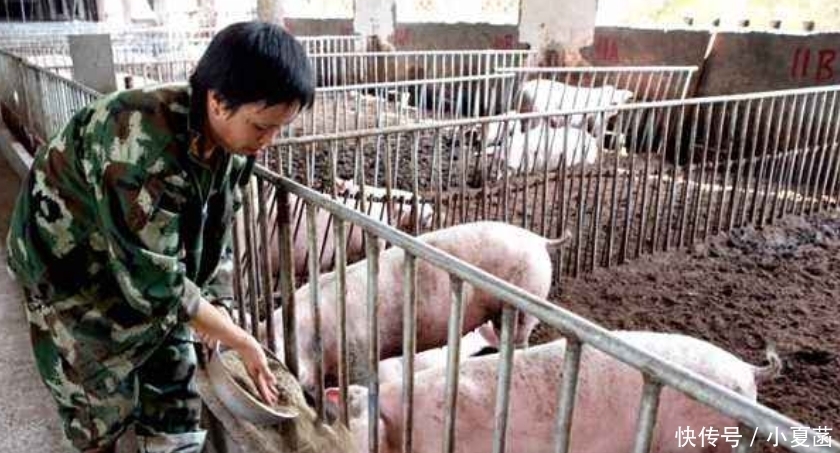 猪肉|一头重量200斤左右的猪,把它的肉全部卖完能赚多少钱?长见识了