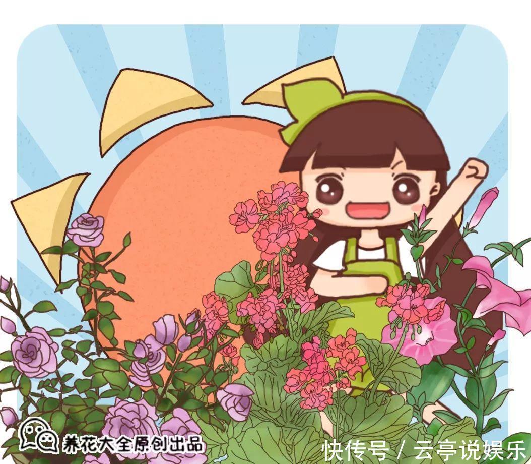 阳台|晒不死的6种花,扔阳台不用管,越晒花越多!