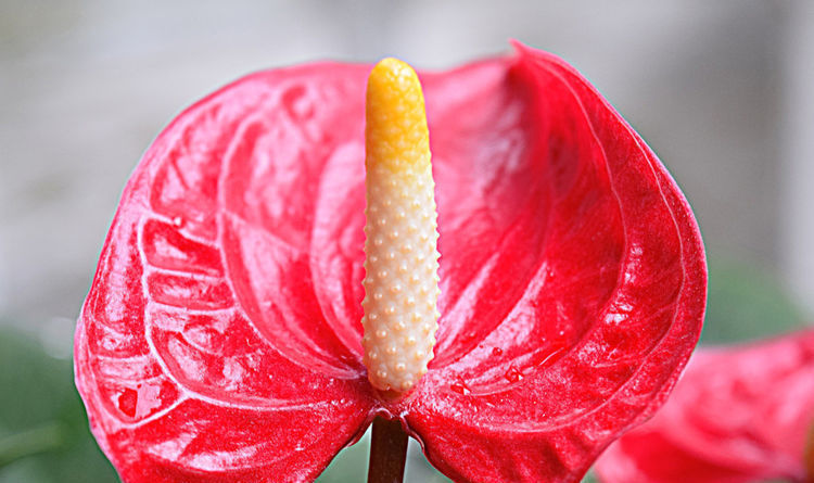 养花就养此3种,耐热耐晒又耐旱,越晒长的越好,开花漂亮能爆盆