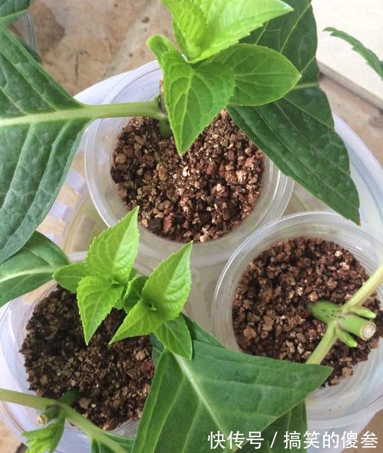 这九种花,随便扔土里,就能长成一片,开花不断