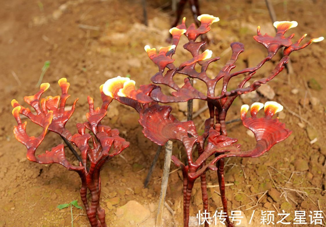 灵芝谷|象山樟岙村，灵芝谷，千年古樟的树洞越来越小