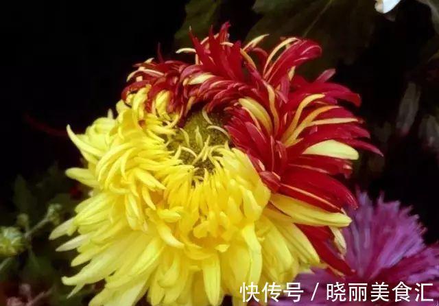 养花试试这几款,花叶聚美,伴随着清风还能闻到淡淡的花香