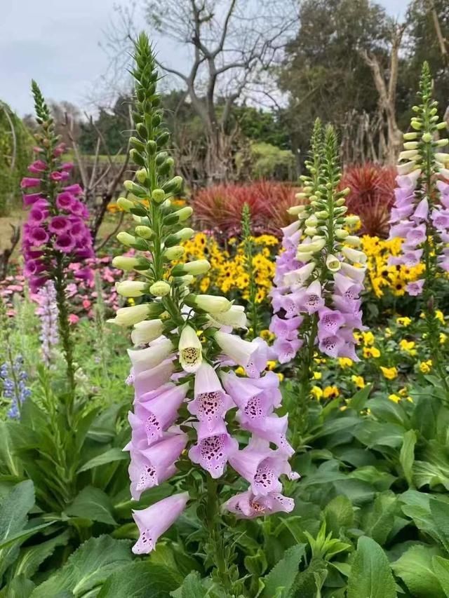 中年|2000平方米花展！流花湖公园11组主题景观华丽亮相