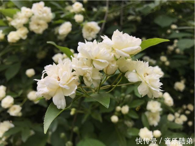 这几款小花,便宜又好养,长势茂盛,花大服盆快,全年开花不断