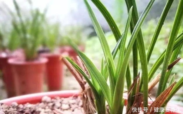 兰花新芽最怕什么兰友就是这四害！