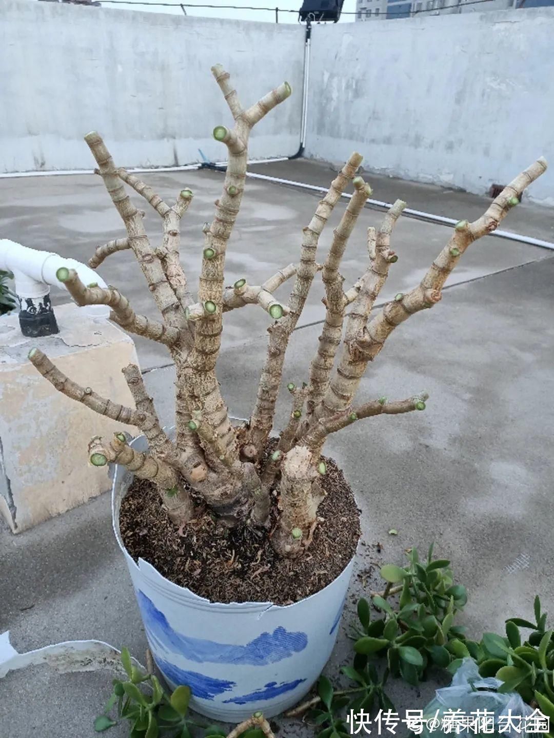 养花大棚倒闭,“贵货花”路边扔了一地,后悔没带个大麻袋