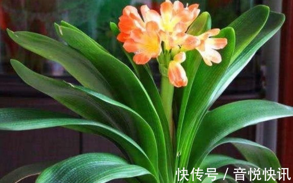 养花|养君子兰不开花？教你2个“小绝招”，很快长出花箭